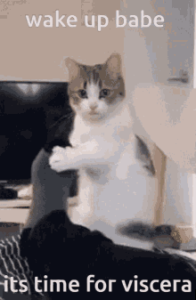 tenor.gif