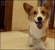 Excited Puppy GIFs | Tenor