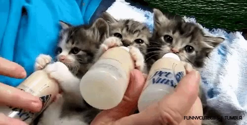 Baby Cats Gifs Tenor