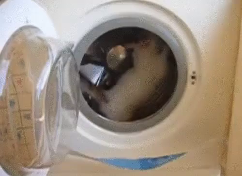 洗濯機 ねこ 面白い 可愛い動物 Gif Laundry Machine Cat Discover Share Gifs