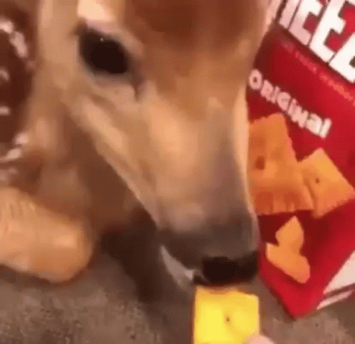 Fawn eating cheez-its
