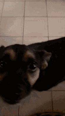 Dog Wagging Tail GIFs | Tenor