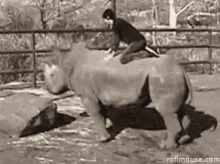 Rodeo Rhino GIF - Rodeo Rhino Riding GIFs