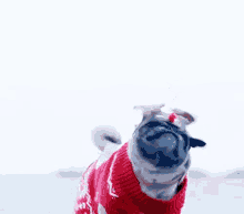 Christmas Dog GIFs | Tenor