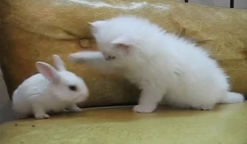 cute kittens and bunnies