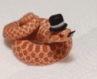 Snake hat