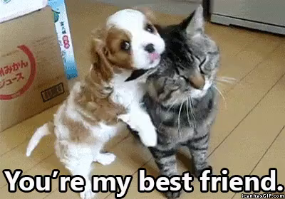 You Re My Best Friend Gif Bff Cute Cats Discover Share Gifs