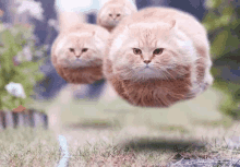 moving ball for cats