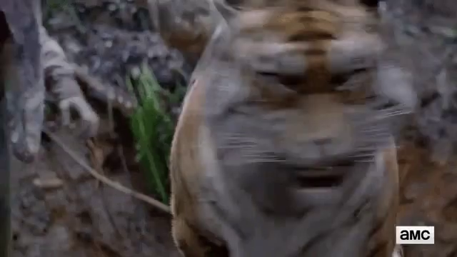 Tiger Dead Gifs Tenor - tiger rawr roblox
