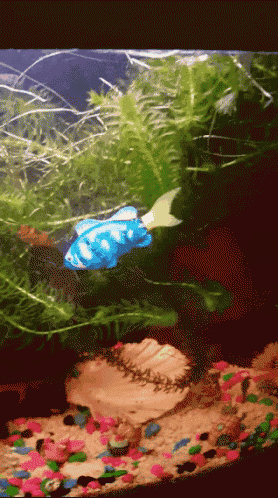 Sexy flopping fish gif Deepthroat and gagging and video