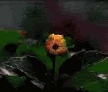 Blooming Flower GIF - BloomingFlower GIFs