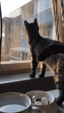 Cat Walking GIF - Cat Walking Away - Discover & Share GIFs