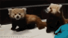 cuddly red panda