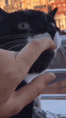Cat Shocked Face GIFs | Tenor