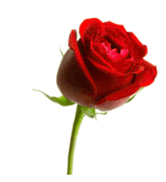 Roses Red Roses GIF