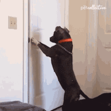 Dog Door GIFs | Tenor