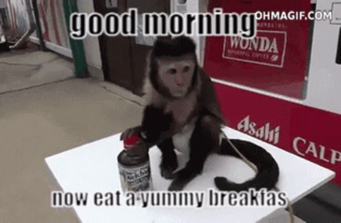 Good Morning Monkey Gif