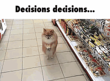 Dog In A Store - Decisions GIF - Decisions Dog Walking GIFs