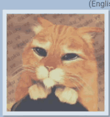 El Amor Lo Resuelve Todo Gatos Amor Pleito Con Imagenes