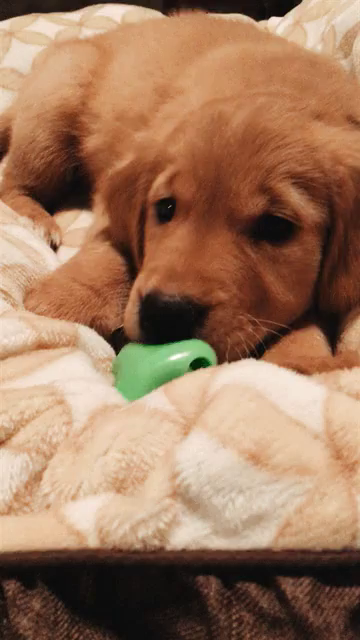 Sad Golden Retriever Gifs Tenor