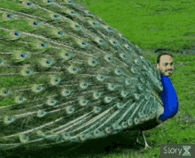 Bolsonaro Pavão Misterioso Carlos Peacock GIF - BolsonaroPavãoMisteriosoCarlos Peacock GIFs