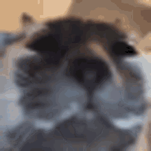 Cat Stare GIFs | Tenor
