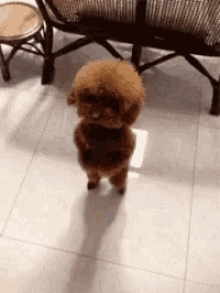 cute dancing dog