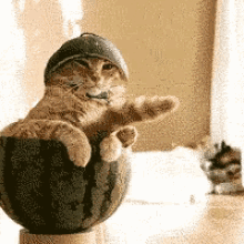 Cat Watermelon GIF - Cat Watermelon Silly - Discover & Share GIFs
