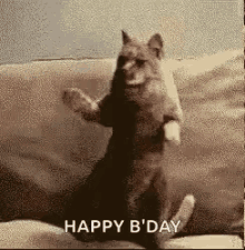 Featured image of post Happy Birthday Gif Cat Funny Happy birthday animals happy birthday funny cats happy birthday sister animal birthday birthday wishes birthday greetings my birthday