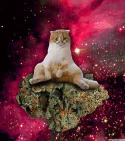 宇宙ねこ うちゅうねこ 宇宙猫 Gif Spacecat Discover Share Gifs