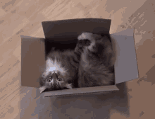 Cat In Box GIFs | Tenor