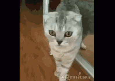 Sudden Realization GIF - Realization Cat Sudden - Discover & Share GIFs