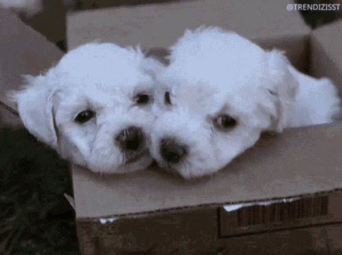 Best just the two of us GIFs - Primo GIF - Latest Animated GIFs