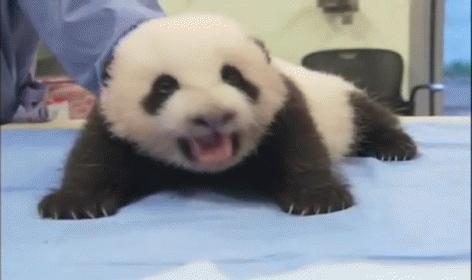 Baby Panda GIF - Panda - Discover & Share GIFs