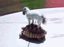 Know site Slow riding sex gif Apologise, but, Slow riding sex gif