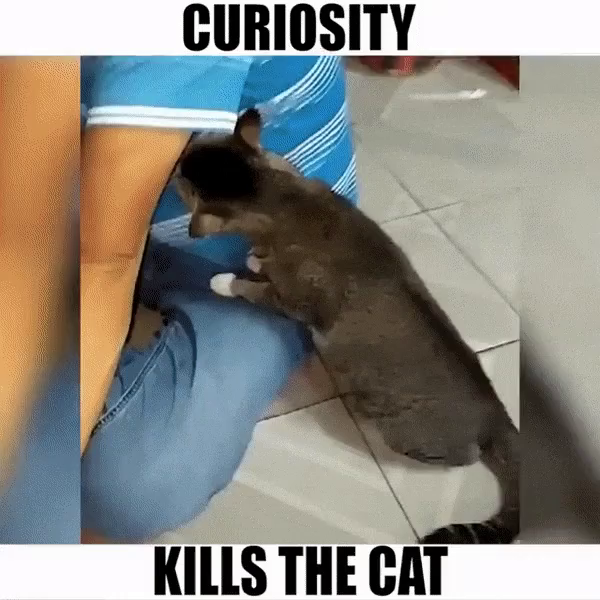 Killed cat curiosity the Curiosity Killed