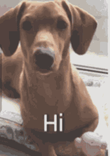 36+ Hello Gif Funny Dog Pictures