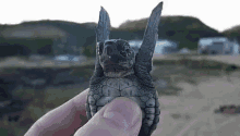 I like turtles gif tumblr — pic 2