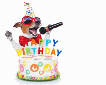 Happy Birthday Jumping Dog Gif - Donde Wallpaper