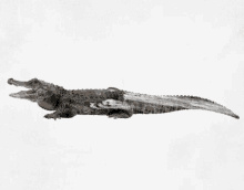 Crocodile Dundee GIFs | Tenor