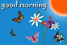 Good Morning Butterfly GIF - GoodMorning Butterfly Flowers GIFs