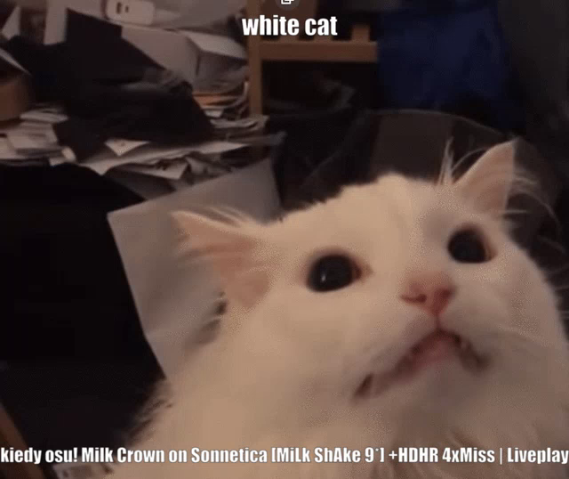 White Cat Meme Gifs Tenor