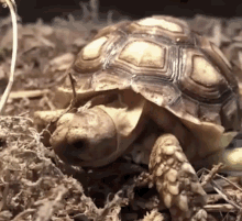 Turtle Tired GIF - Turtle Tired Yawning - Discover & Share GIFs