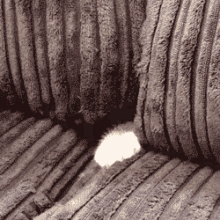 Hiding Cat GIFs | Tenor