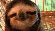 Hey There Good Morning Sloth GIF - HeyThereGoodMorning Sloth Animal GIFs