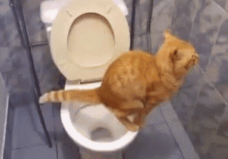36 Best Photos Cat Using Toilet Gif - How Cat Poop Can Affect Your Health | Teen Vogue