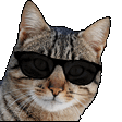 Cool Cat GIF - Cool Cat Kool GIFs