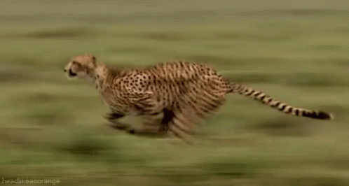 Cheetah - Fast GIF - Fast Animal Cheetah - Discover & Share GIFs