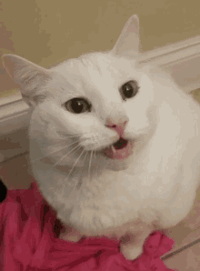 Meowing meme. Кот Мем. Орущий кот. Белый кот кричит. Кричащий кот.