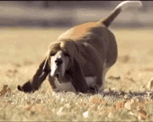 dog running funny